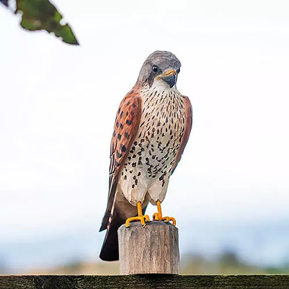 DecoBird Gheppio Wildlife Garden